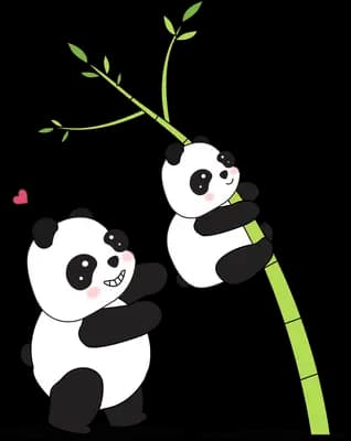 Pandas helping each other climb a bamboo stalk