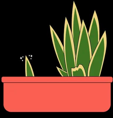 Snake plant growing in a red rectangular planter