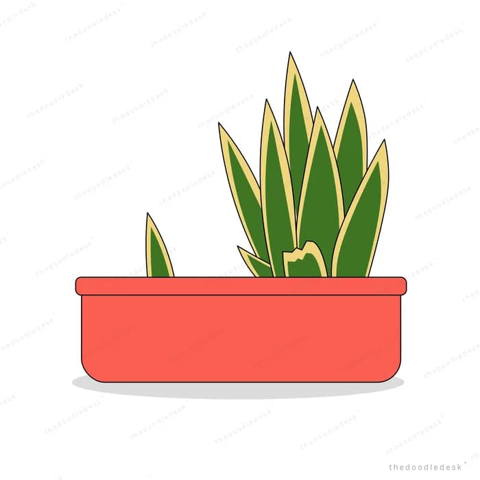 Snake plant growing in a red rectangular planter