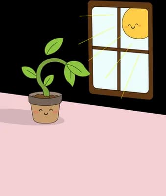 Potted seedling on a pink ledge beside a window with the sun outside