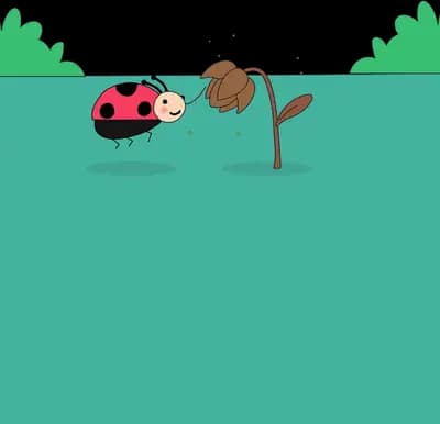 Ladybug beside a sprouting seedling in the soil below a green lawn
