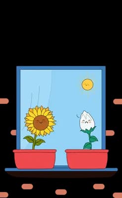 Sunflower and white bloom in red window boxes at a sunlit window