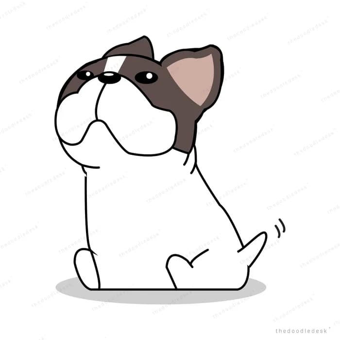 White and black french bulldog sitting with its back turned wagging its tail