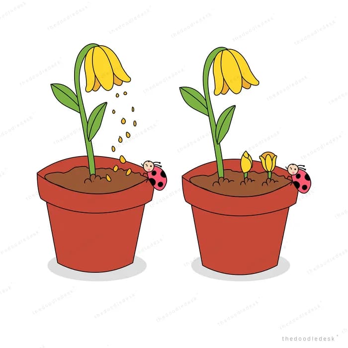 Two terracotta pots of drooping yellow bell flowers dropping seeds beside ladybugs and sprouts