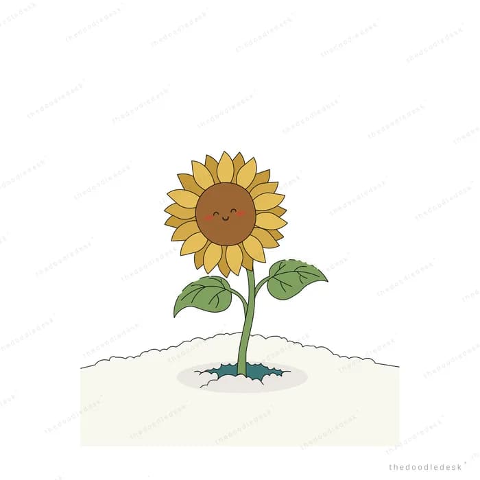 Single sunflower growing up through cracked pale ground