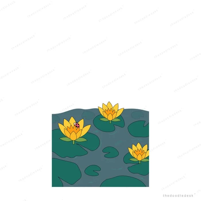 Yellow water lilies floating on a dark green pond with lily pads